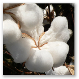 cotton - 棉